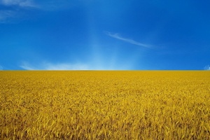 Правительство Турции снизило пошлины на импорт украинской агропродукции
