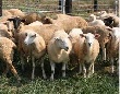 Курским фермерам предложили разводить коз, коров и овец