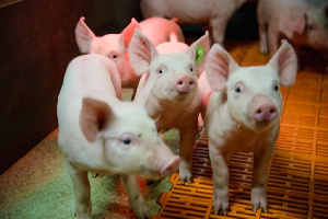 «Мираторг» увеличил на 4,3% до 55,8 тыс. тонн производство свинины в Курской области в первом полугодии 2018 года