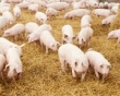 К 2016 году российский рынок свинины может увеличиться в 1,5 раза