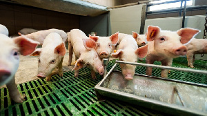 Томский агрохолдинг намерен в 2019г увеличить выпуск свинины на 60%