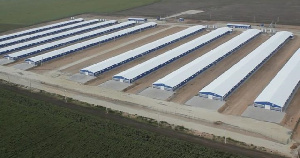 Спасением промышленного птицеводства в Ростовской области займутся банки 