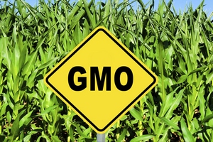 Минсельхоз предложил ввести акциз на продукты с ГМО
