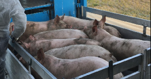 Орлянский свинокомплекс отгружает первые партии продукции на Курский мясоперерабатывающий завод
