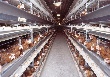 Томская область впервые за 10 лет сократила производство мяса птицы