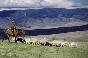 Алтайский фермер вывел свою породу овец и за пять лет увеличил стадо в 15 раз