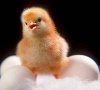 Био-цыплята все больше популярны в Германии
