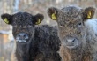 В Алтайском крае разводят коров редкой породы
