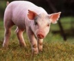 Несмотря на чуму свиней, Еврокомиссия разрешила Литве торговать свининой