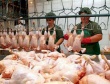 Руководству птицефабрики в Хакасии грозит уголовное дело за миллионный долг по зарплате