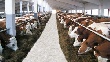 В Вологодской области откроется животноводческая ферма на 960 коров