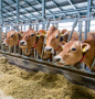 Национальный союз производителей говядины: Мясное скотоводство в ближайшие годы не будет развиваться