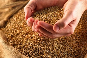 Южноуральские аграрии планируют полностью обеспечить животноводов зерном