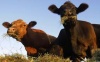 В Якутии выкуплены первые две тысячи голов скота, предназначавшиеся для забоя