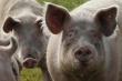 Россия отменила запрет на ввоз свиней из Франции