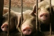 В РТ свинина и кабанятина могут нанести вред здоровью людей