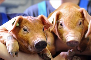 Сельхозпредприятие «Антипинское» Алтайского края увеличило производство свинины