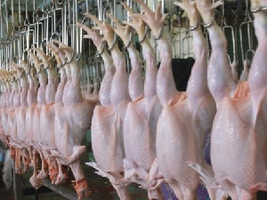 Теперь еще и курица несъедобная? Уральские птицефабрики уличили в продаже «нестандартной» продукции