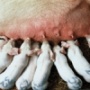 В Челябинской области открылся уникальный свинокомплекс «Родниковский»