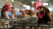 Украина может поставлять в ЕС 40 тысяч тонн мяса птицы в год — эксперт