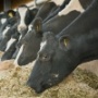 АПК «Русич» планирует потратить 160 млн рублей на разведение мясного скота в Воронежской области