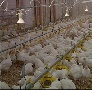 На Сахалине может появиться фабрика по производству мяса бройлеров