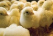 Нужно развивать птицефабрики, чтобы снизить цены на куриное мясо - президент региональной ТПП