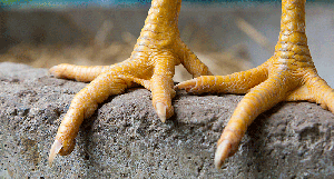 Украина с начала года сократила экспорт курятины на четверть