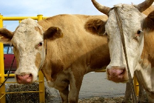 Мясное животноводство Челябинской области переживает подъем
