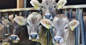 В Тюменской области создадут региональную Ассоциацию мясного животноводства