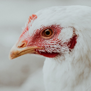 Бразилия продлила режим чрезвычайной ситуации из-за птичьего гриппа на 180 дней