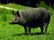 Дикие свиньи несут в себе радиационную угрозу
