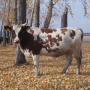 В Дагестане за 74 млн рублей построят ферму для разведения редкой породы КРС