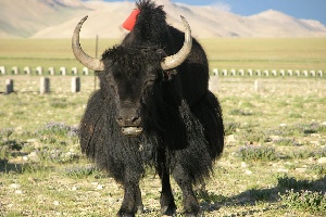 Кыргызстан хочет экспортировать мясо яков в страны Содружества  