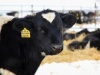 Алтайский край сохраняет ведущие позиции по показателям развития животноводства в стране