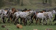 Испания, ФРГ и Франция поставляли в РФ мясную продукцию с кониной