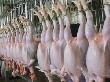 Кировские птицефабрики перепрофилируют на производство мяса