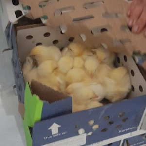 Россельхознадзор проконтролировал поставку партии импортных цыплят в Мордовию