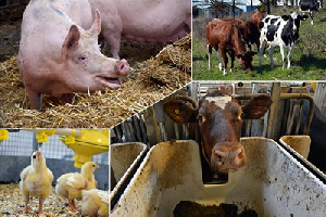 В Марий Эл в хозяйствах сельхозпроизводителей увеличилось поголовье свиней и птицы