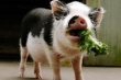 Эстония недосчитается половины поголовья свиней из-за чумы