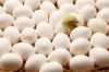 В Татарстане выросло производство яиц и мяса птицы