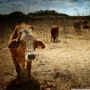 Выращивать скот теперь очень дорого: конфликты, засухи и болезни разрушают бизнес