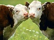 На Кубани снижается поголовье крупного рогатого скота На Кубани снижается поголовье крупного рогатого скота