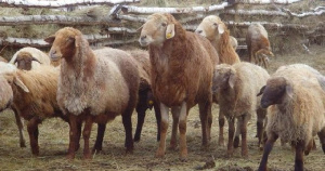 Приморский край удвоил объемы выпуска продукции животноводства