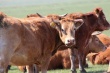 В Самарской области погибло около сотни элитных коров