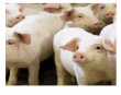Сокращение свиного поголовья в ЕС выгодно датским производителям