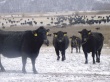В Ивановской области развивается мясное скотоводство