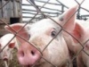 Свиноводческая мегаферма появится в Ивановском районе Приамурья