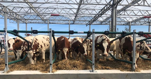 Латвия поставляет говядину в страны Европы и на Ближний Восток