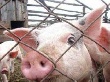 Африканская чума свиней может придти в Волгоградскую область